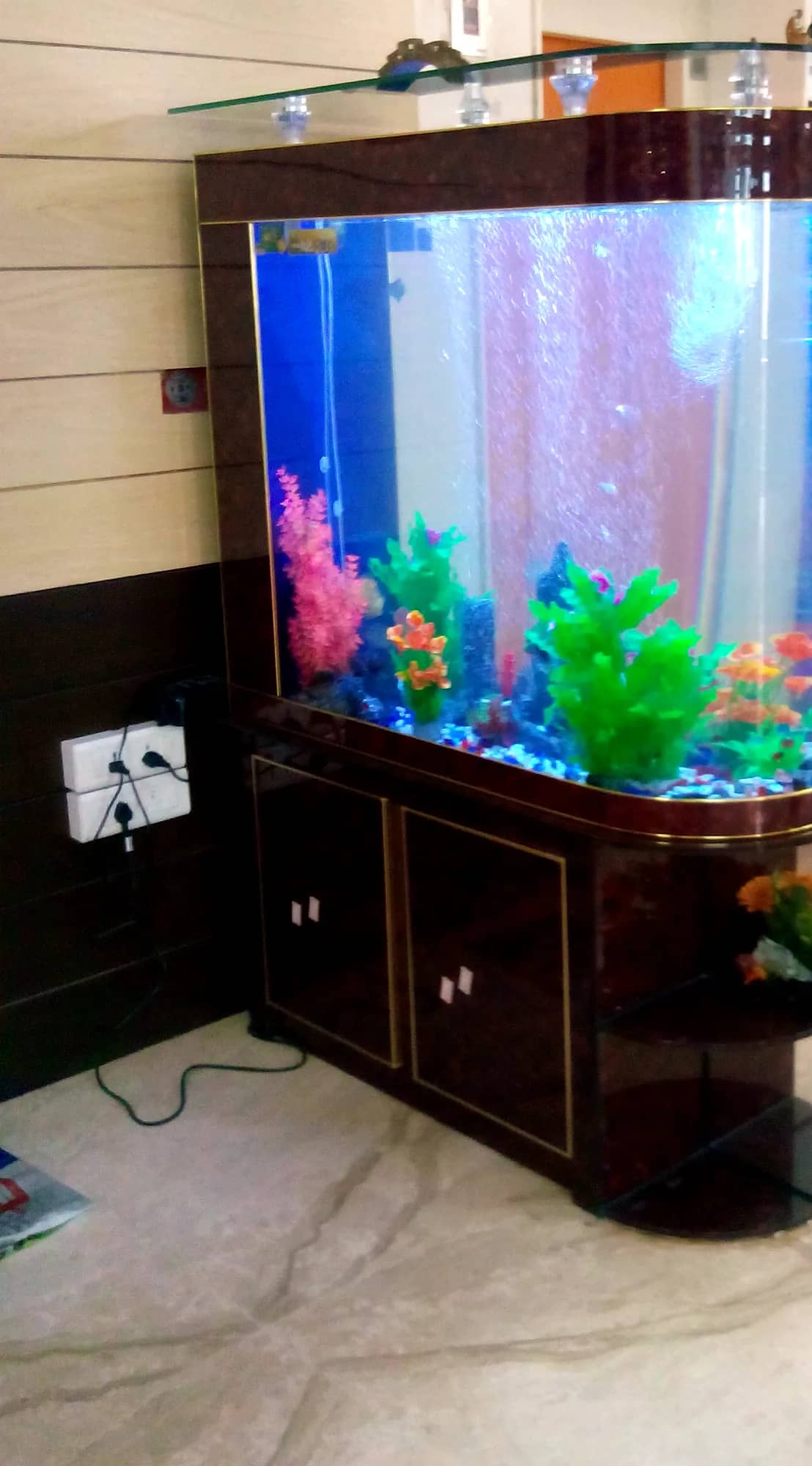 Bow-front cabinet aquarium beside an office lobby wall