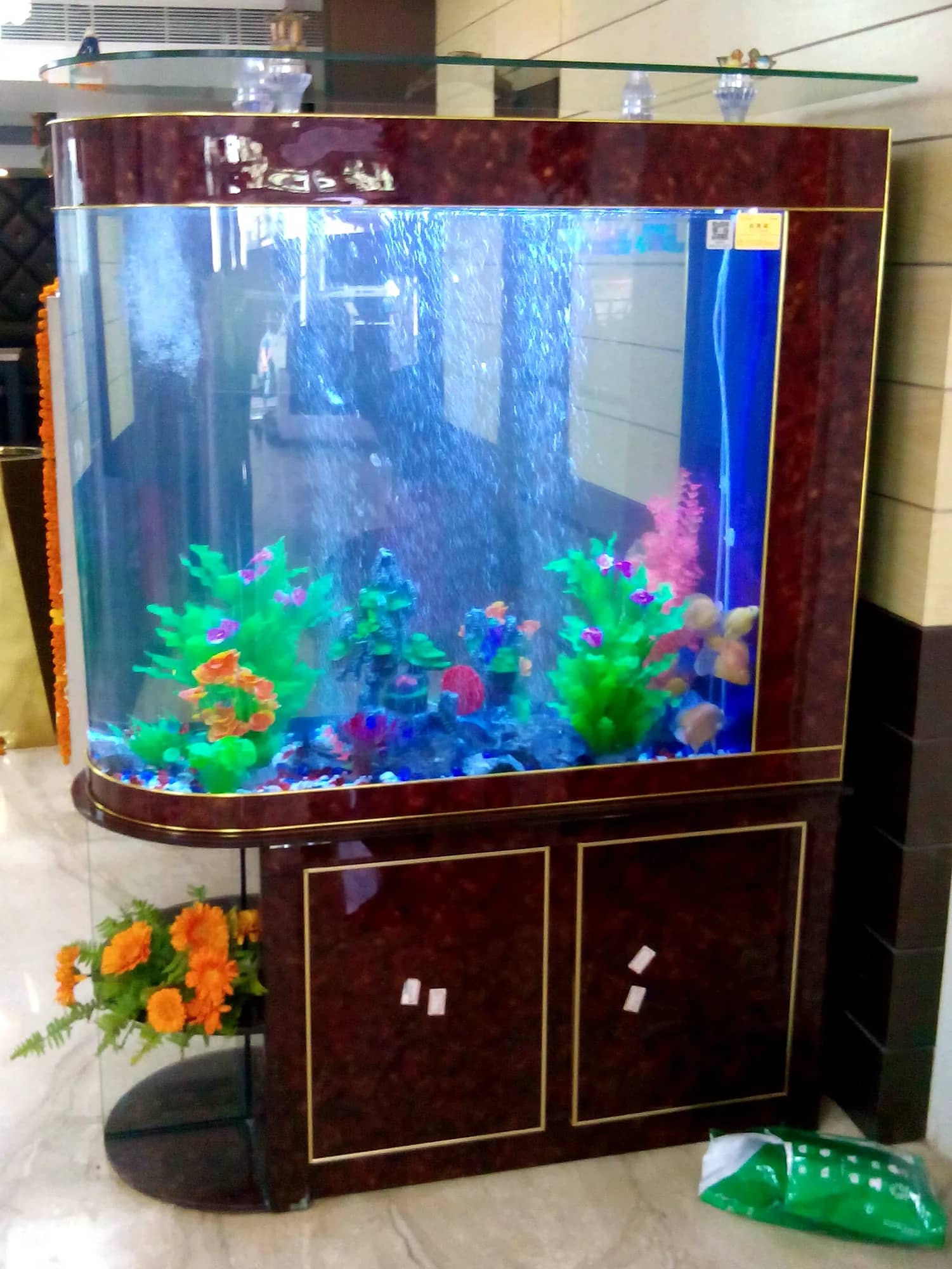 Cabinet aquarium with a curved front, set up by Nifty