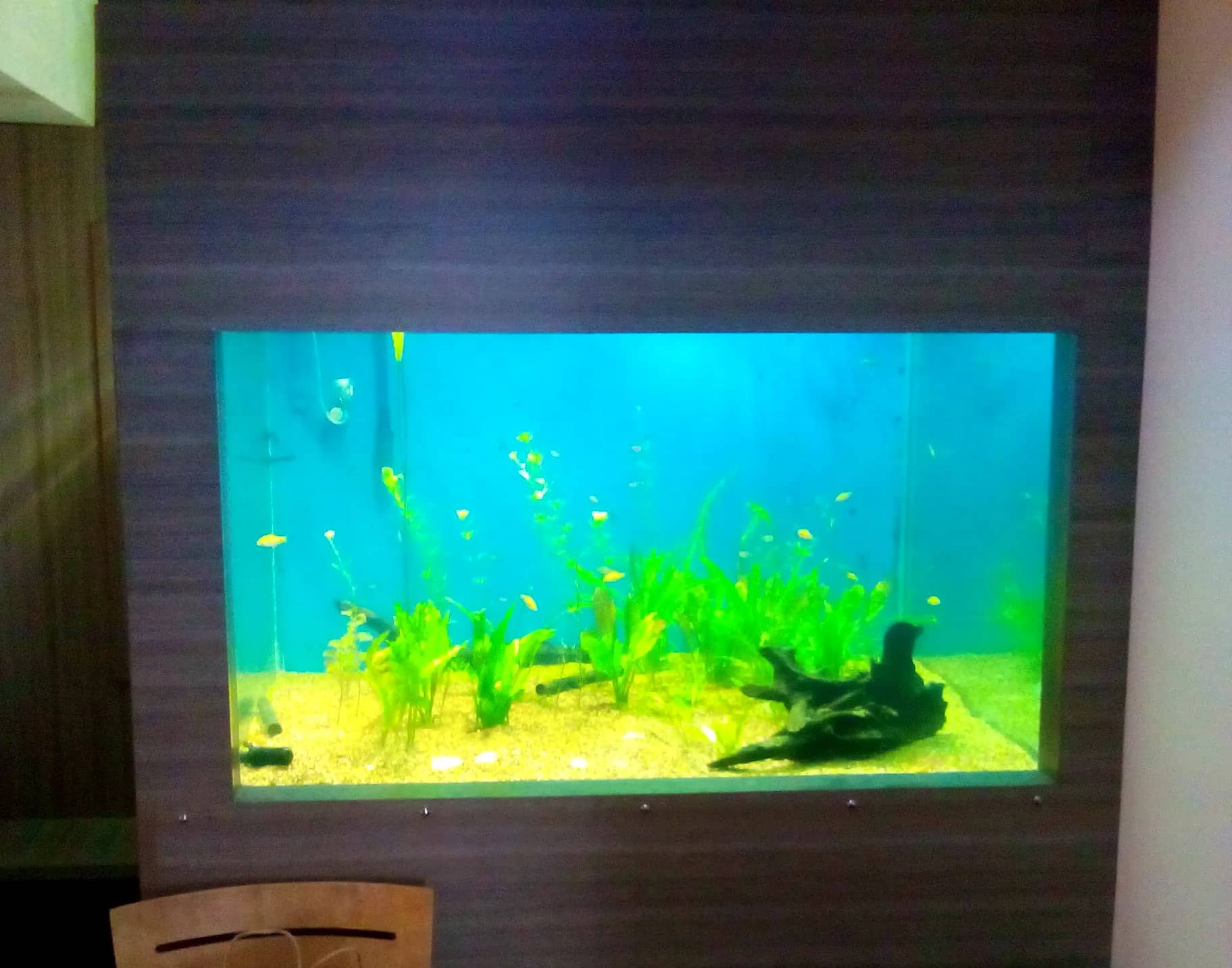 Aquarium built into a wood-panelled office wall