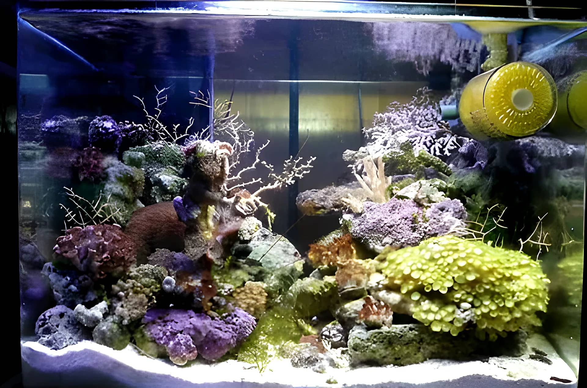 Saltwater reef aquarium with live rock and corals